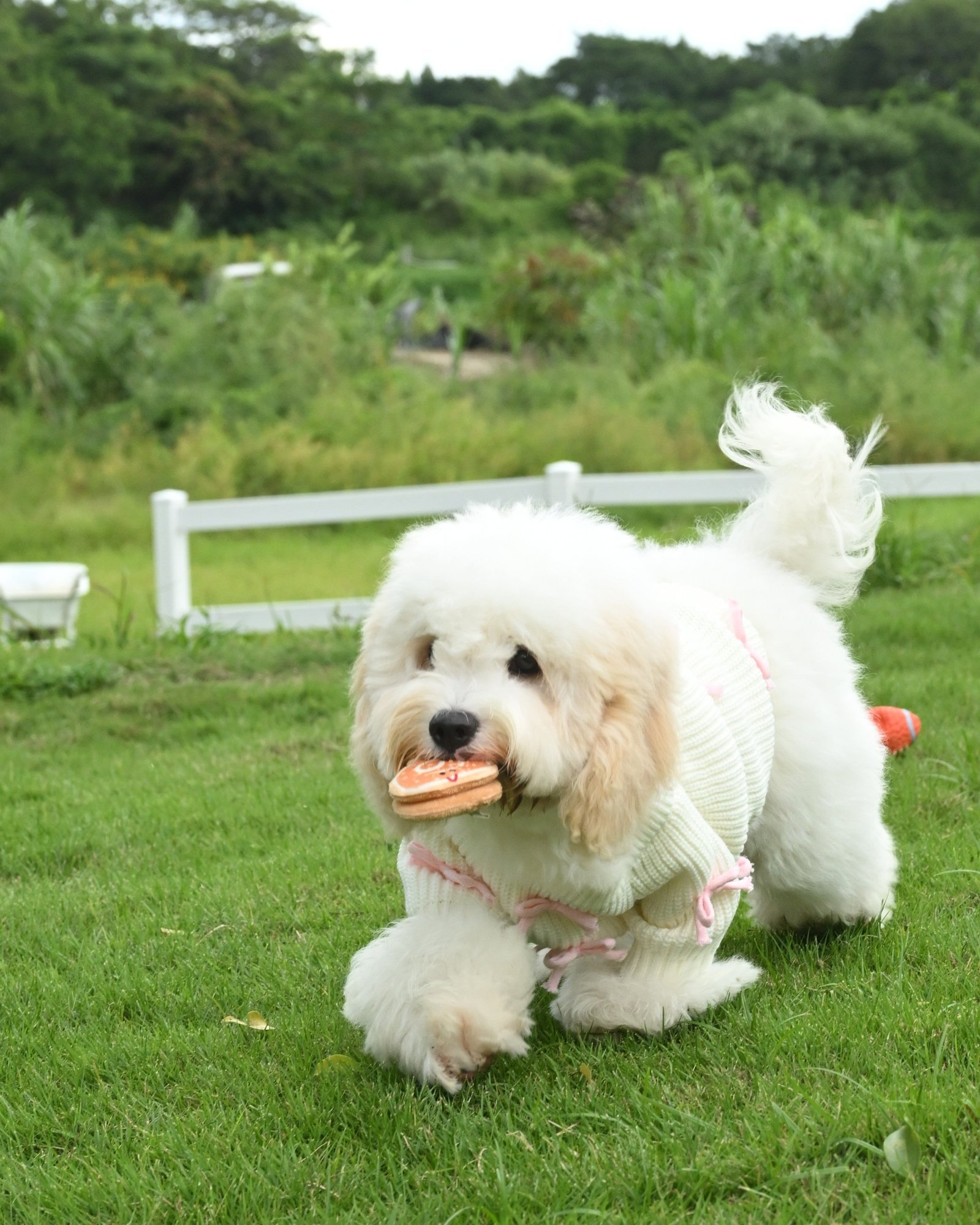 Pink Bow-3D Motif Pet Sweater - Image 6