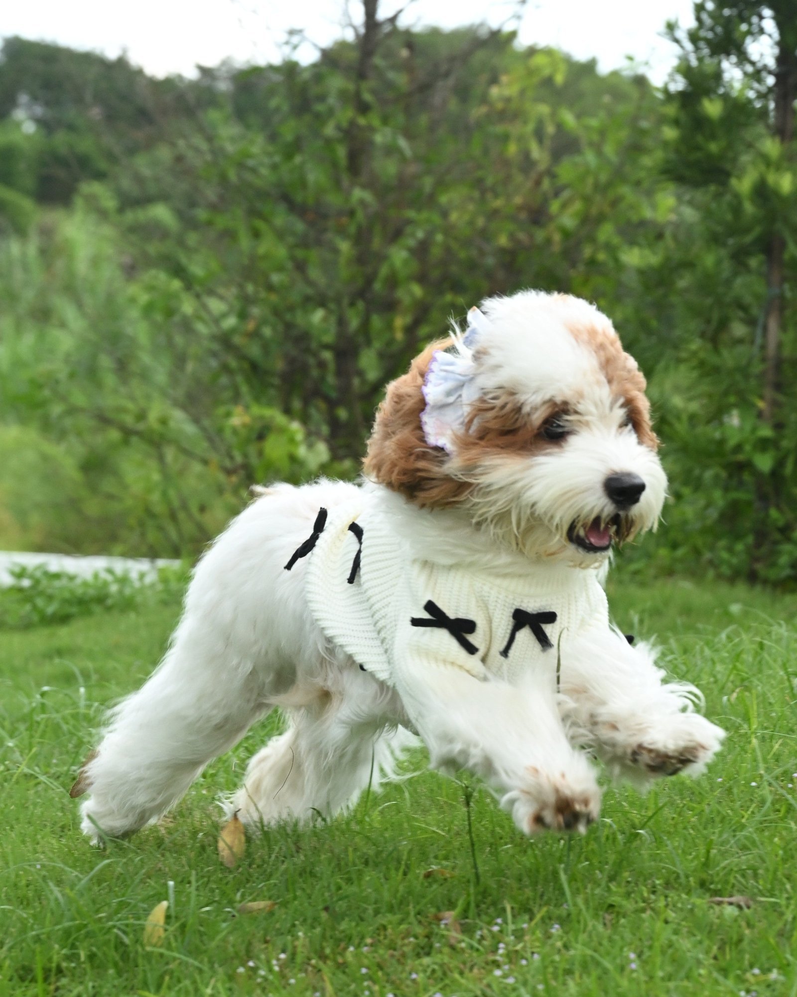 Black Bow-3D Motif Pet Sweater - Image 6